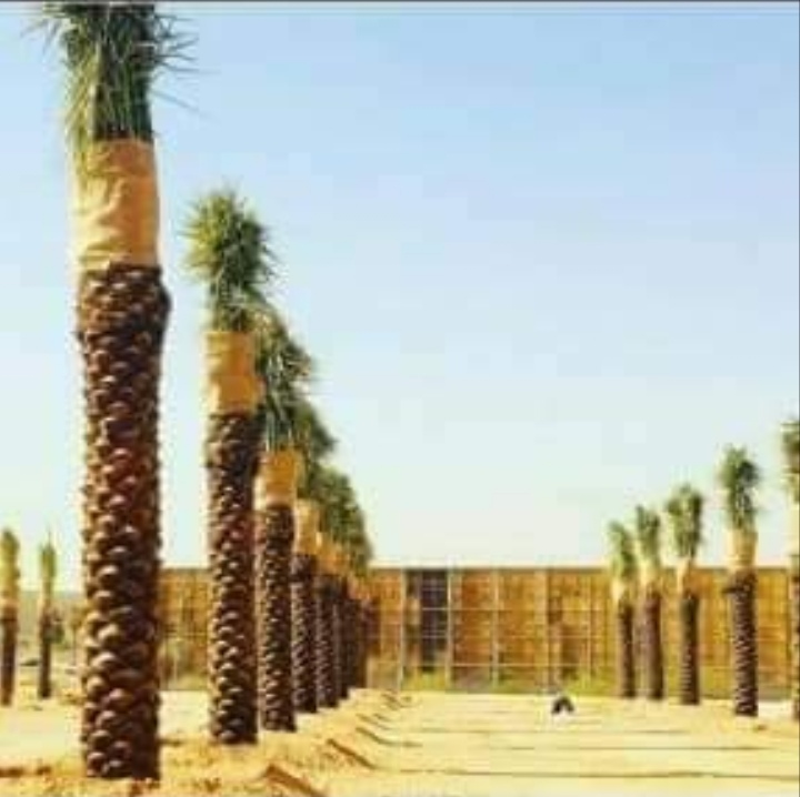 نخيل - مؤسسة العبدلي للشبوك والنخيل